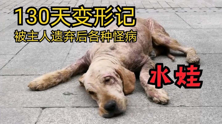 【Lao Feng Yang】Setelah sembuh, anjing ini jadi mengira dirinya manusia
