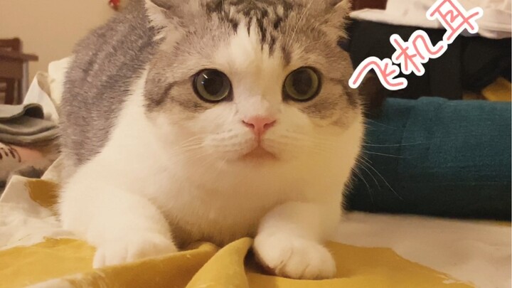 Mèo con có vô số hành động dễ thương, ngây ngô trước khi chuẩn bị nhảy.