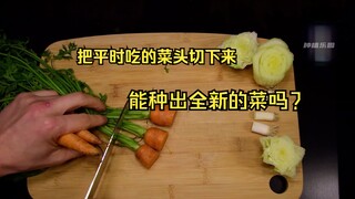 هل يمكن زراعة بقايا الجزر والكرفس والبصل الأخضر والخس في التربة لتنمو منها خضروات جديدة تمامًا؟