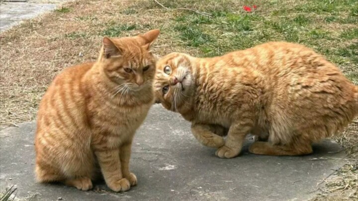 Kucing: "Hm? Benar-benar marah?"