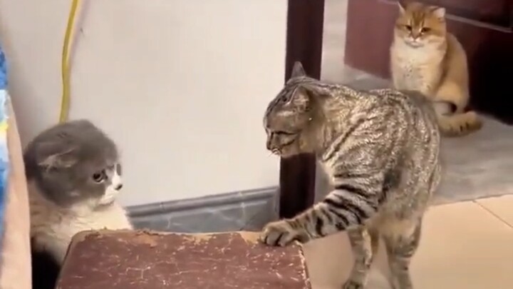 Lima rupiahmu lagi ngomongin tiga ribu rupiahmu.