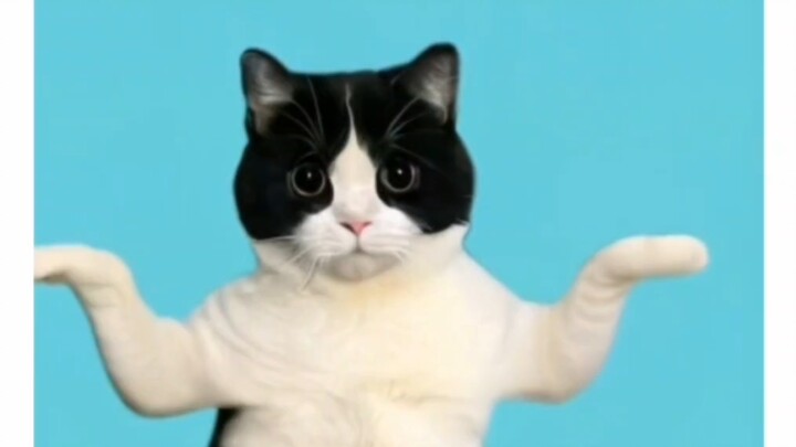 跳舞还得奶牛猫!!