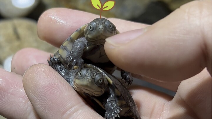 The Wild Ride of Two Young Masters