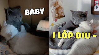 MỘT TÚP LỀU TRANH HAI TRÁI TYM VÀNG 😘. | Pets TV