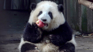 [Giant pandas] Run Yue is taking an apple from He Hua's hand