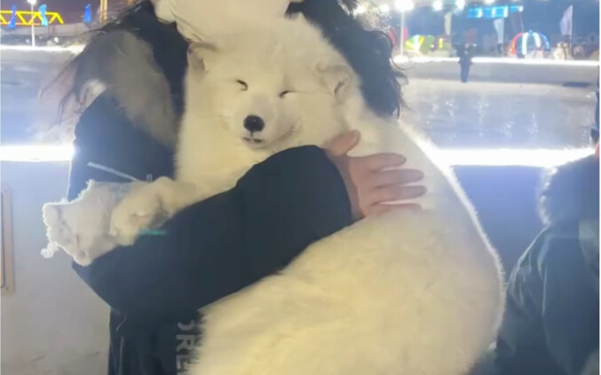 Harbin’s plump snow fox at the Songhua River—so incredibly fluffy and adorable—at the Songhua River 