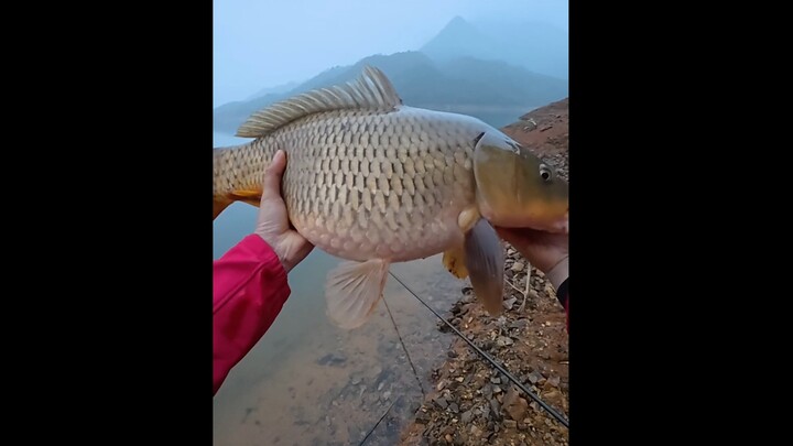 Hahaha, cá chép khổng lồ đây rồi～