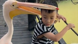 شيء فظيع، البجع يأكل الناس!