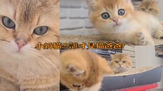 小奶猫:你俩长的挺像 谁才是我猫爸爸呢?