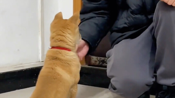 ต้าหวงที่มีสายตาเฉียบคม