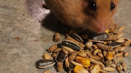 I lost my rations. I swear: if I have another chance, I will take back what I lost.