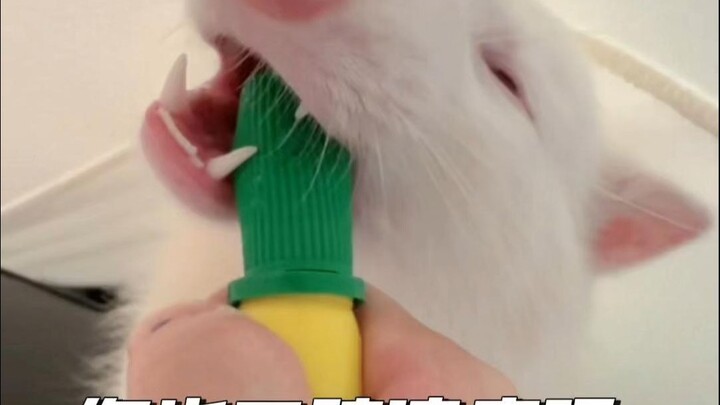 Snatching watermelon frost from a raccoon’s mouth—now that’s something!