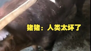 Zhu Zhu: Manusia itu kejam sekali!