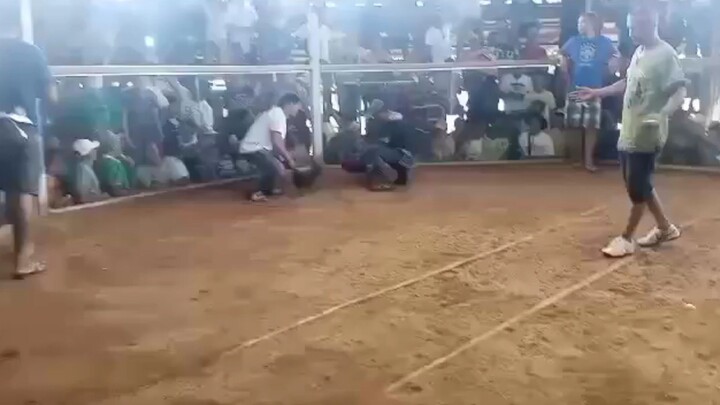 4 Cock Derby 3wins 1lose