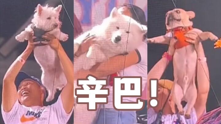 ลูกสุนัขซิมบ้าในสนามเบสบอล! ชูสุนัขของคุณขึ้นมา!