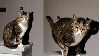 Apakah hanya aku yang salah lihat? Kucing hitam memerankan bayangan sama sekali tidak terasa aneh, a