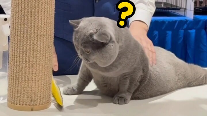 Blue Cat: Meskipun aku melakukan kesalahan, aku ingat aku kan juara!