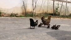 jadi ini alasannya anak bebek suka nginduk sama ayam 😱😱