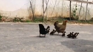jadi ini alasannya anak bebek suka nginduk sama ayam 😱😱