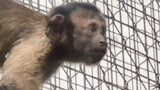 [Hewan] [Vlog] Saat-saat bahagia di kebun binatang