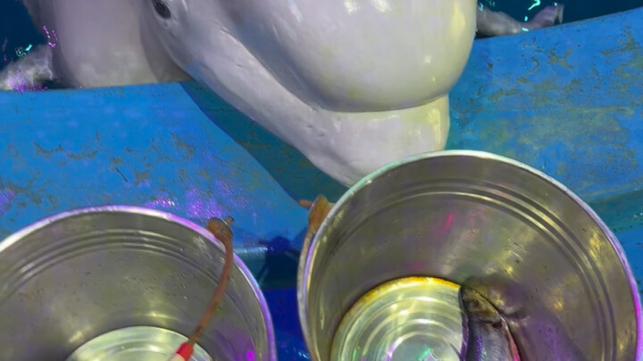 Let’s put Little Black’s intelligence to the test!