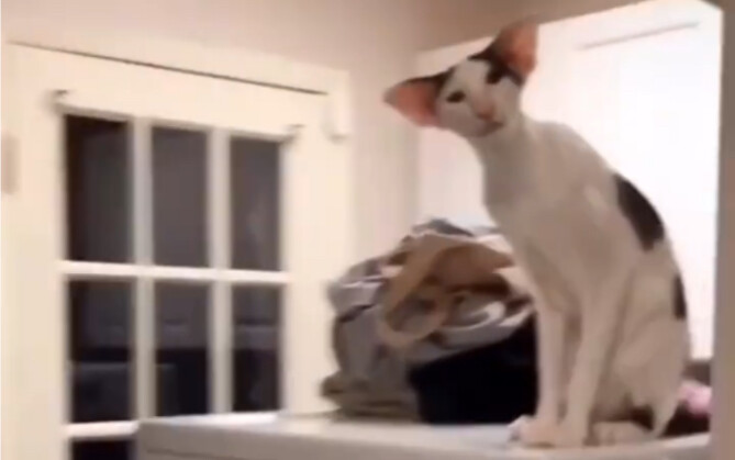 Kucing yang penampilannya berantakan itu datang lagi.