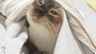 Kakak, selimutnya hangat nih meong