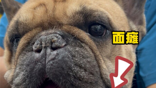 Chú chó bị ngã, dẫn đến chèn ép đốt sống + liệt mặt. Tôi liền dùng roi da tẩm cồn iod, vừa đánh vừa 