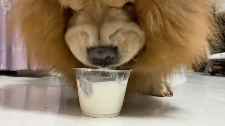 [Hewan] [Anjing] Chow Chow | Makan Yoghurt
