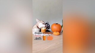 For all you basic doggies LearnOnTikTok psl pumpkinspice dogs pets