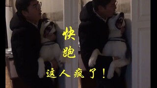 二哈和主人总归是要先疯一个的
