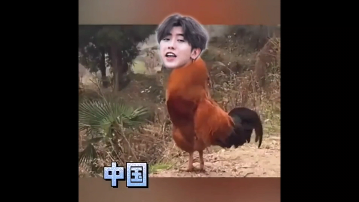 Lihatlah suara kokok ayam di berbagai negara.