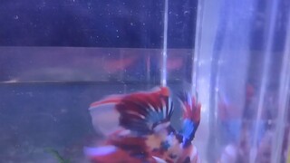 inilah ikan Betta yg mutasi haritu..jadi beginilah hasilnye..adakah masih bermutasi lagi..nantikan..