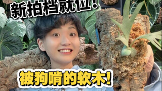 这天！葡萄牙软木和鹿角蕨开始共度漫长岁月！