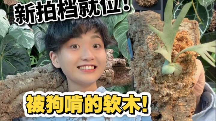 这天！葡萄牙软木和鹿角蕨开始共度漫长岁月！