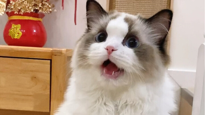 قالت الهرة الصغيرة: بدي ألعب!