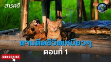 ตามติดชีวิตเหมียว ๆ ตอนที่ 1 สารคดีพากย์ไทย It's a Cat's Life: The Film