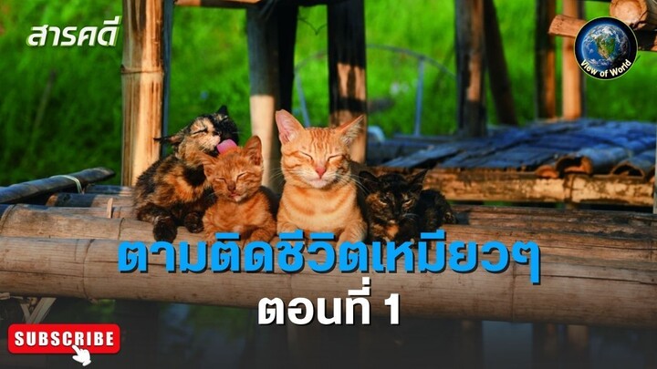 ตามติดชีวิตเหมียว ๆ ตอนที่ 1 สารคดีพากย์ไทย It's a Cat's Life: The Film