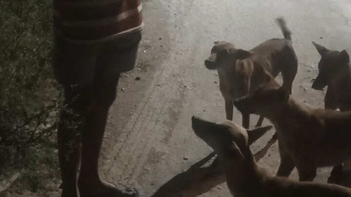 Dogs