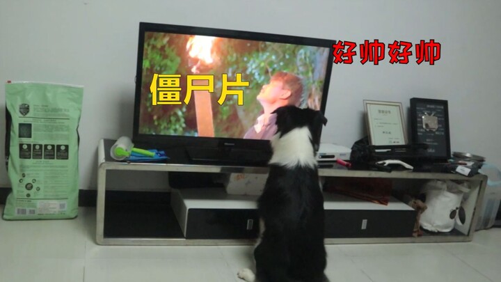 Border collies watching zombie movies vs. huskies watching zombie movies—what a clear difference in 