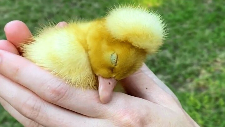 No one wanted this special needs duck. Then this woman took him home.