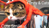 Funny & Cats - รวมน้องแมวน่ารัก 15