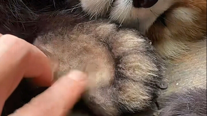 The Little Secrets of the Red Panda “Little Paw”