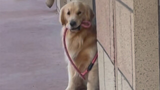 The dog most afraid of heat on the entire internet