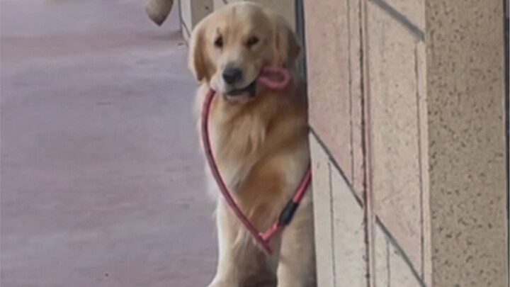 The dog most afraid of heat on the entire internet