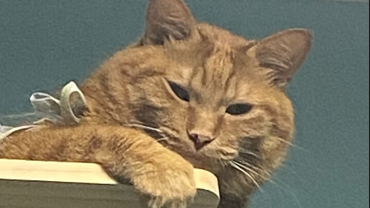 After finishing recording the song, I realized the cat was singing along...