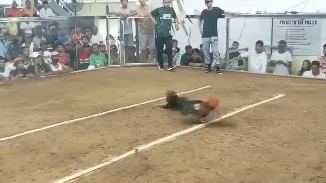 1st entry,2nd fight Win champion