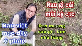 Rau việt ở pháp mọc dại không ai biết /rau thơm mùi lạ /làm n.hàng còn đi dọn mương/Cuộc sống pháp