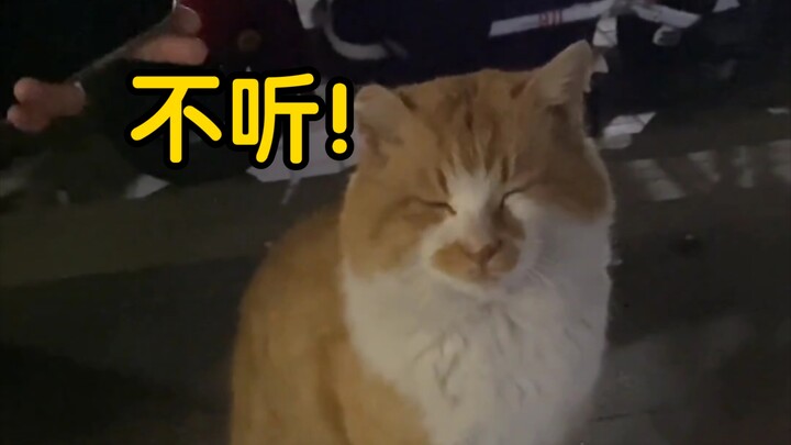 Kucing: "Mulut cewek ini betul-betul nggak berhenti ngoceh, sampah aja anjing nggak mau makan!"