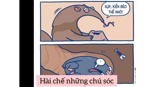 Những chú sóc vui nhộn